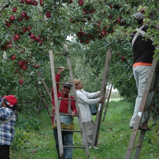 2015 Harvest